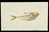 Detailed Fossil Fish (Diplomystus) - Wyoming #113564-1